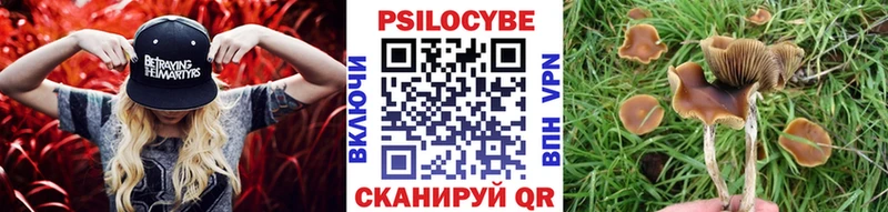 Псилоцибиновые грибы мицелий  Павловская 